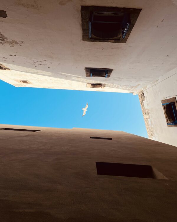 view up to the sky with white houses on the sides; seagull flying over the blue sky