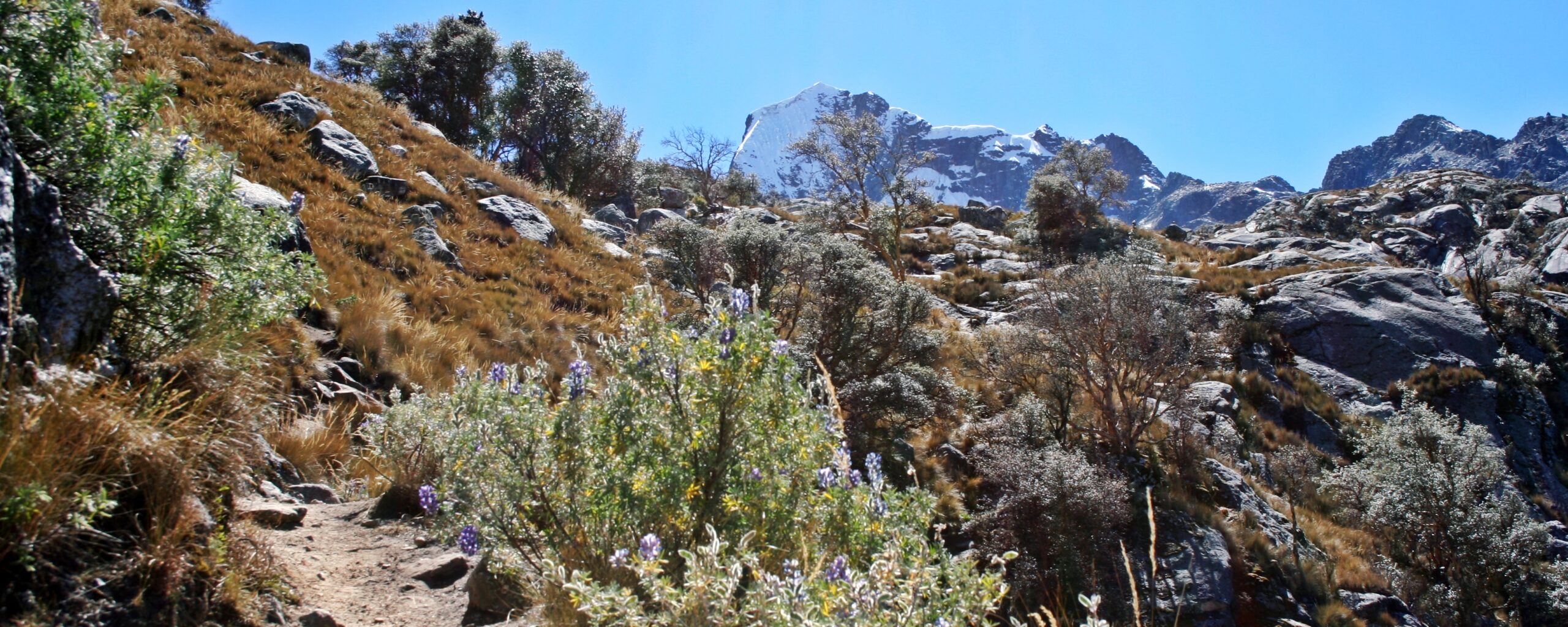 wild, green-yellow mountainous landscape with snowy mountain tops in the background