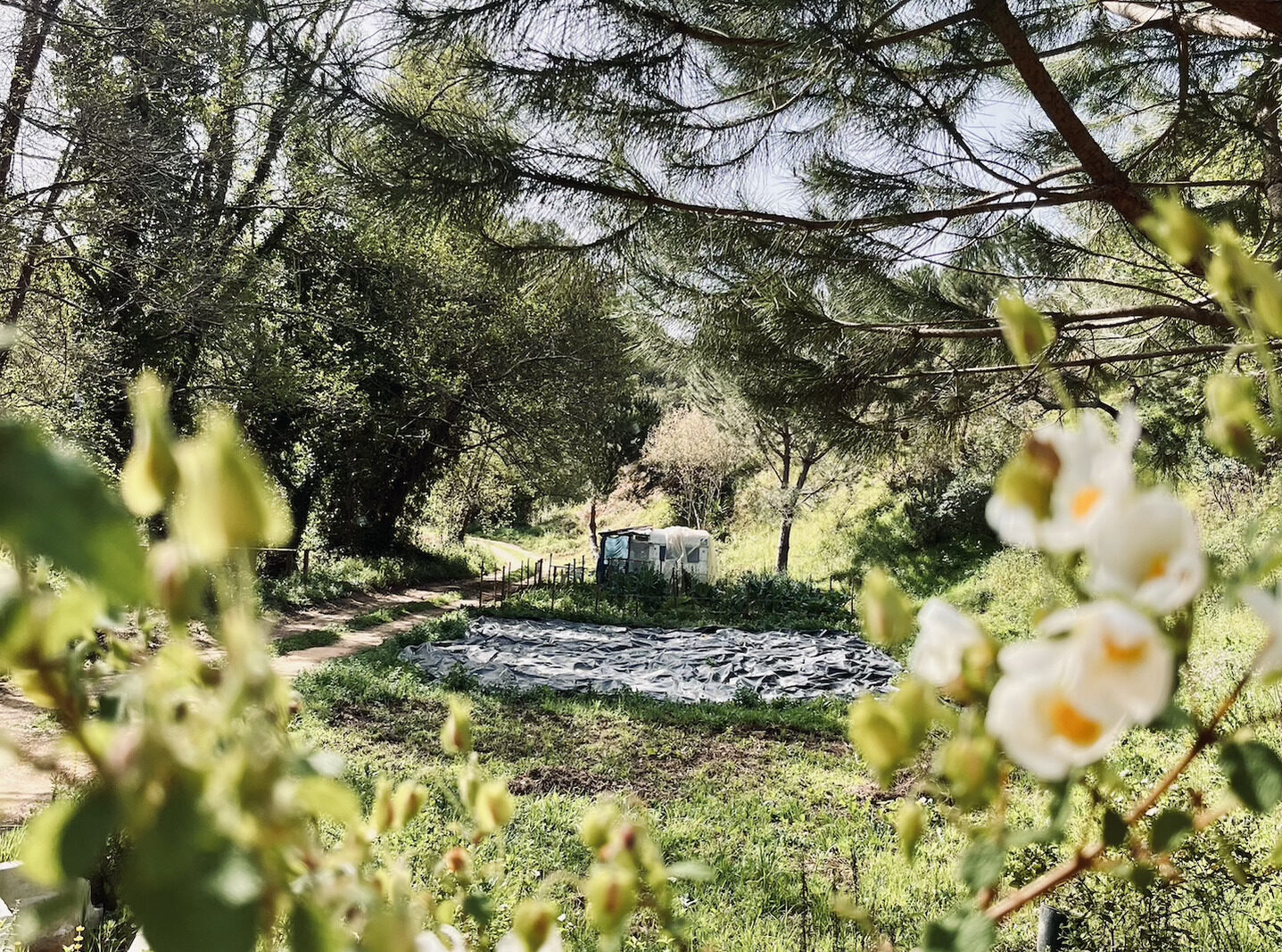 An old white caravan hiding farer away in lush green nature