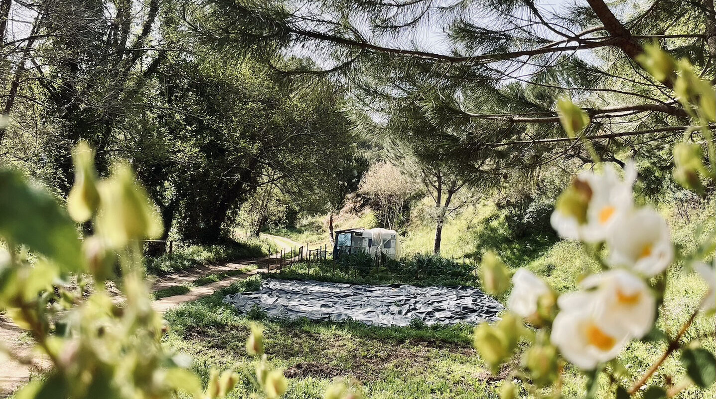 An old white caravan hiding farer away in lush green nature