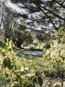 An old white caravan hiding farer away in lush green nature