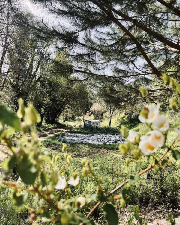 An old white caravan hiding farer away in lush green nature