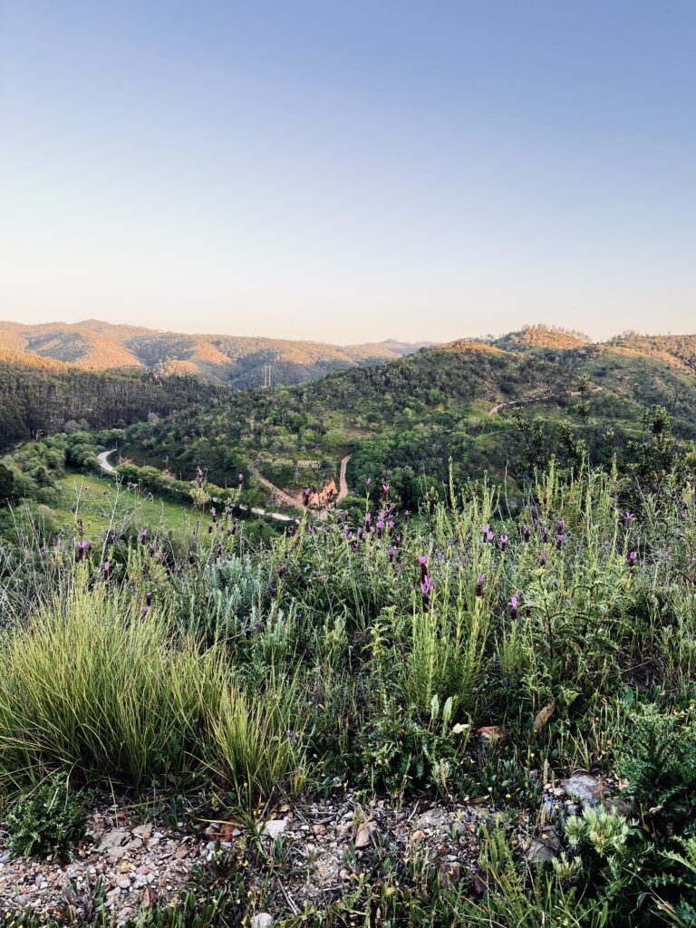 Green grass and plants with hills in the background