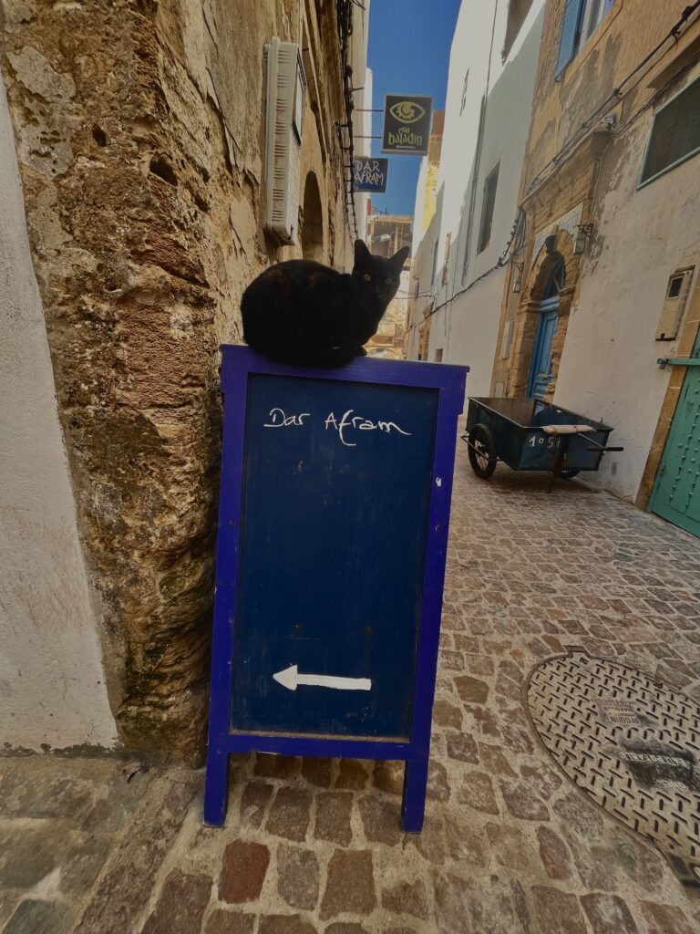 black cat sitting on a bus sign that says 'Dar Afram'