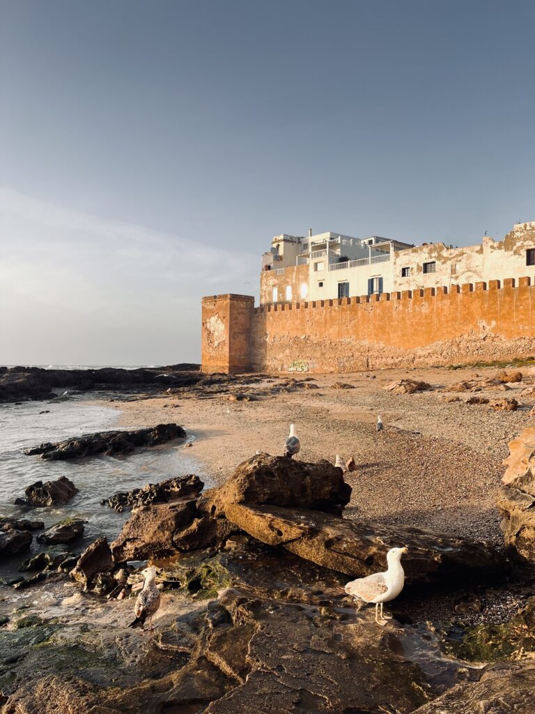 fortress by the sea in the evening sun; seagulls sitting on the rocks by the shore